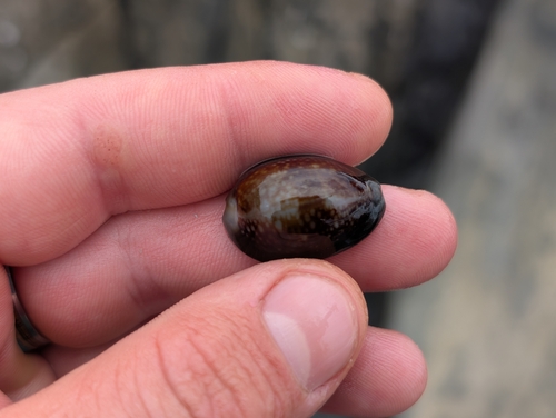 Cypraea caputserpentis observed 2026-03-10