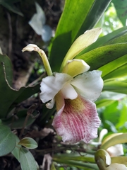 Chondrorhyncha