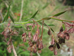Gonocarpus elatus
