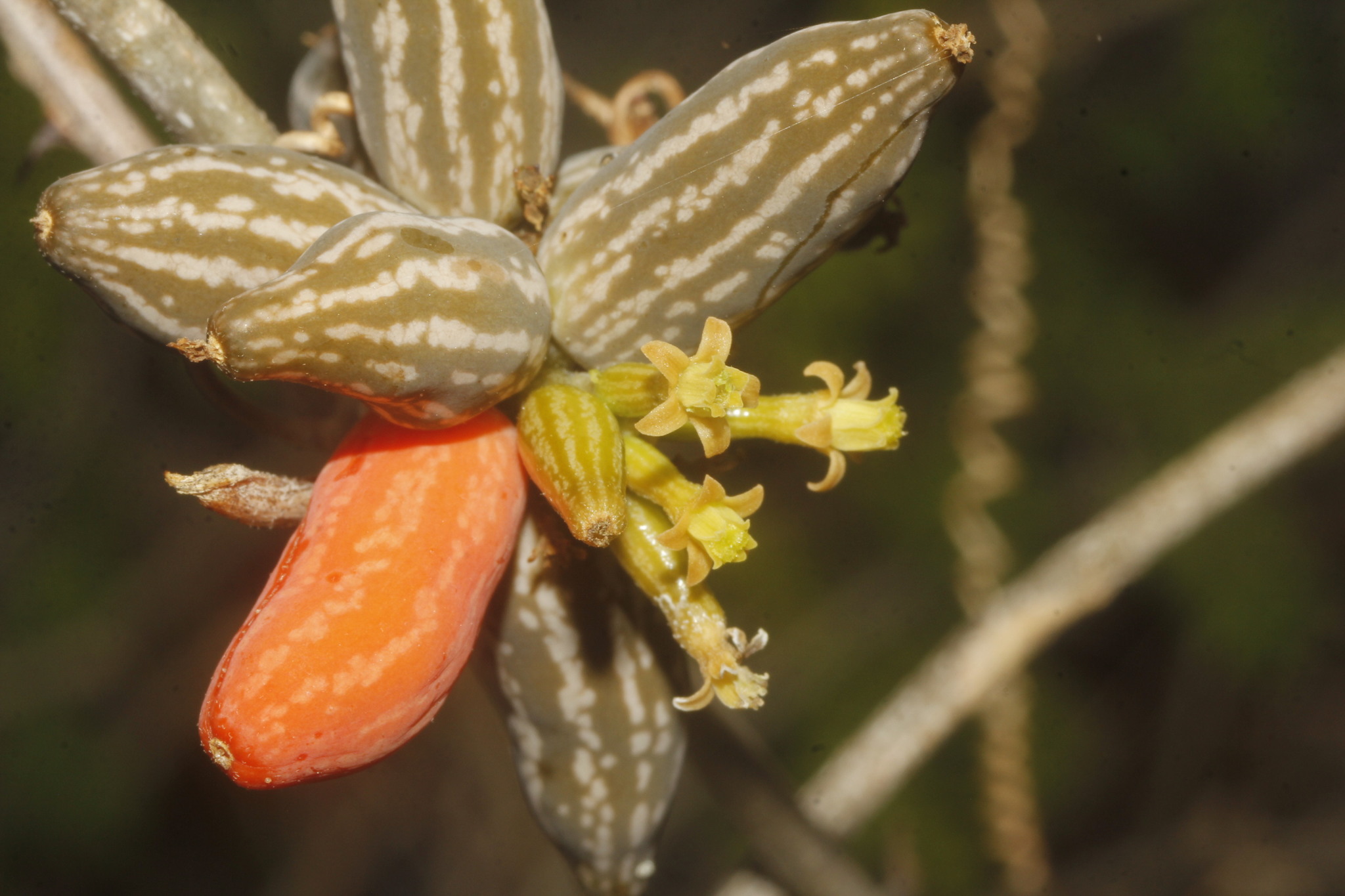 Doyerea emetocathartica