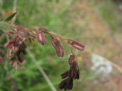 Gonocarpus elatus