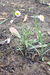 Brachyscome graminea