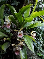 Chondrorhyncha