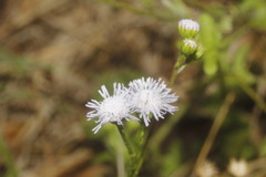 Ageratum gaumeri