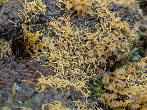 prickly seaweed (Acanthophora spicifera)