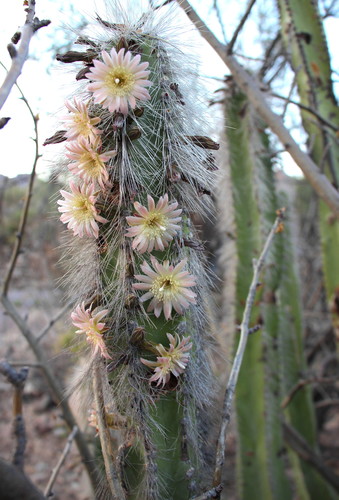 senita cactus