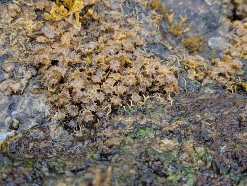 Turbinaria ornata observed 2026-03-10
