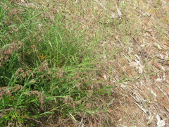 Gonocarpus elatus