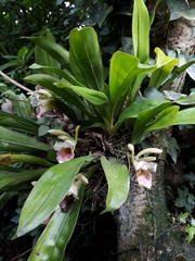 Chondrorhyncha