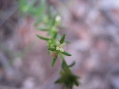 Galium gaudichaudii