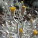 Inula heterolepis - Photo (c) Aleksandr Ebel, algunos derechos reservados (CC BY-NC), subido por Aleksandr Ebel