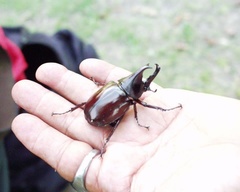 Xylotrupes gideon gideon