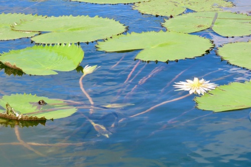 Dotleaf Waterlily (Nymphaea ampla)