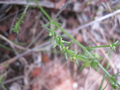 Galium gaudichaudii