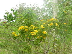 Senna racemosa