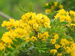Senna racemosa