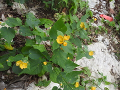 Abutilon permolle
