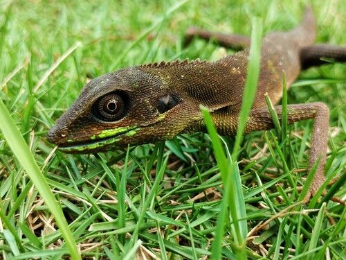 Bronchocela cristatella