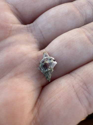 Urosalpinx subangulata, 2026-01-15