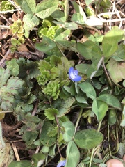 Veronica persica