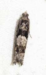 Pseudexentera hodsoni