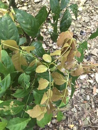 Swietenia macrophylla - Whole tree