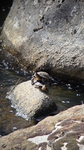 iNaturalist observation photo of Northwestern Pond Turtle