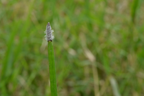 Eleocharis elegans, photograph 6