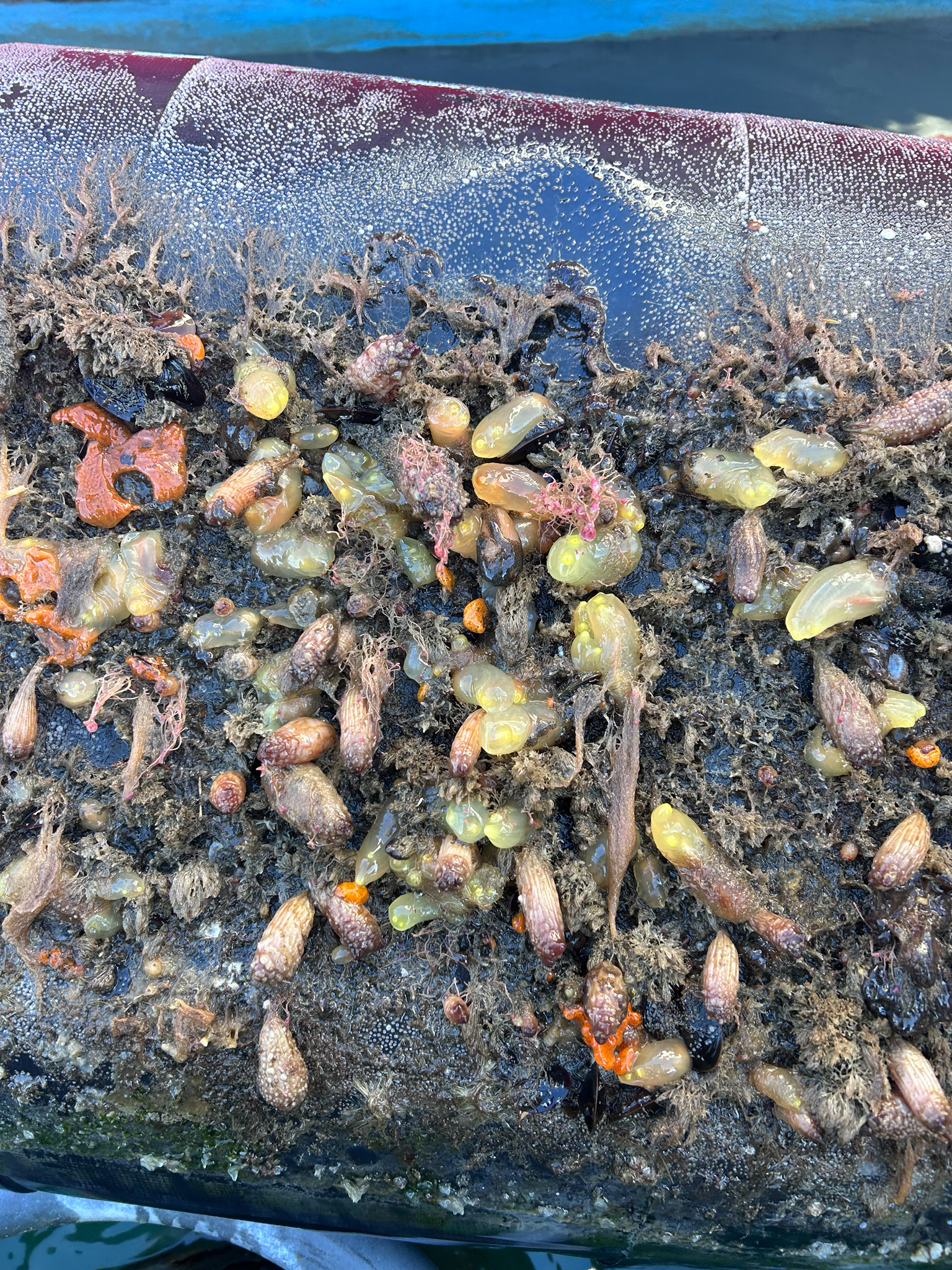 Ciona intestinalis (Linnaeus, 1767)