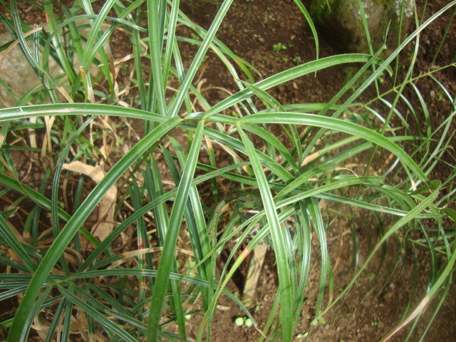 Ceratozamia zaragozae