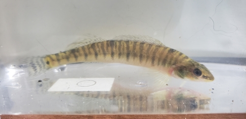 Bigscale logperch (Percina macrolepida) — Percidae — 4