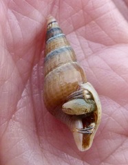 Ophiodermella inermis