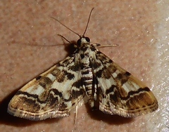 Lamprosema commixta
