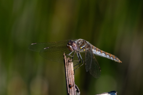 iNaturalist observation photo of Variegated Meadowhawk