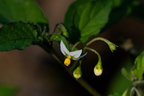 iNaturalist observation photo of Black Nightshade Complex
