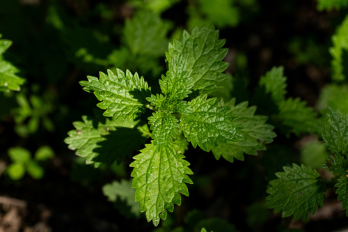 Urtica urens
