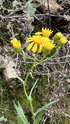 Lemmon's Ragwort (Senecio lemmonii)