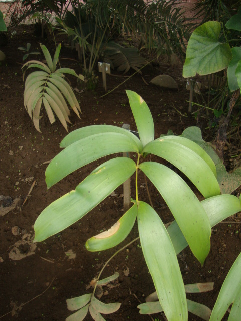 Ceratozamia zoquorum