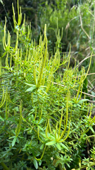 Peperomia galioides, photograph (c) lchaney, some rights reserved (CC BY)