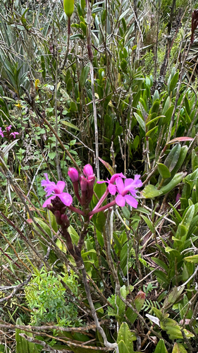 Jamieson's Epidendrum (Epidendrum jamiesonis)
