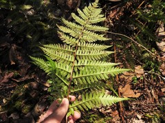 Dryopteris × australis
