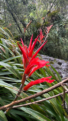 Pitcairnia pungens