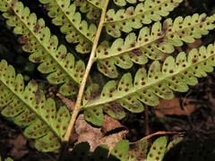 Dryopteris × australis