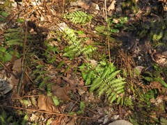 Dryopteris × australis