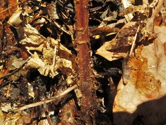 Dryopteris × australis