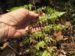 Dryopteris × australis