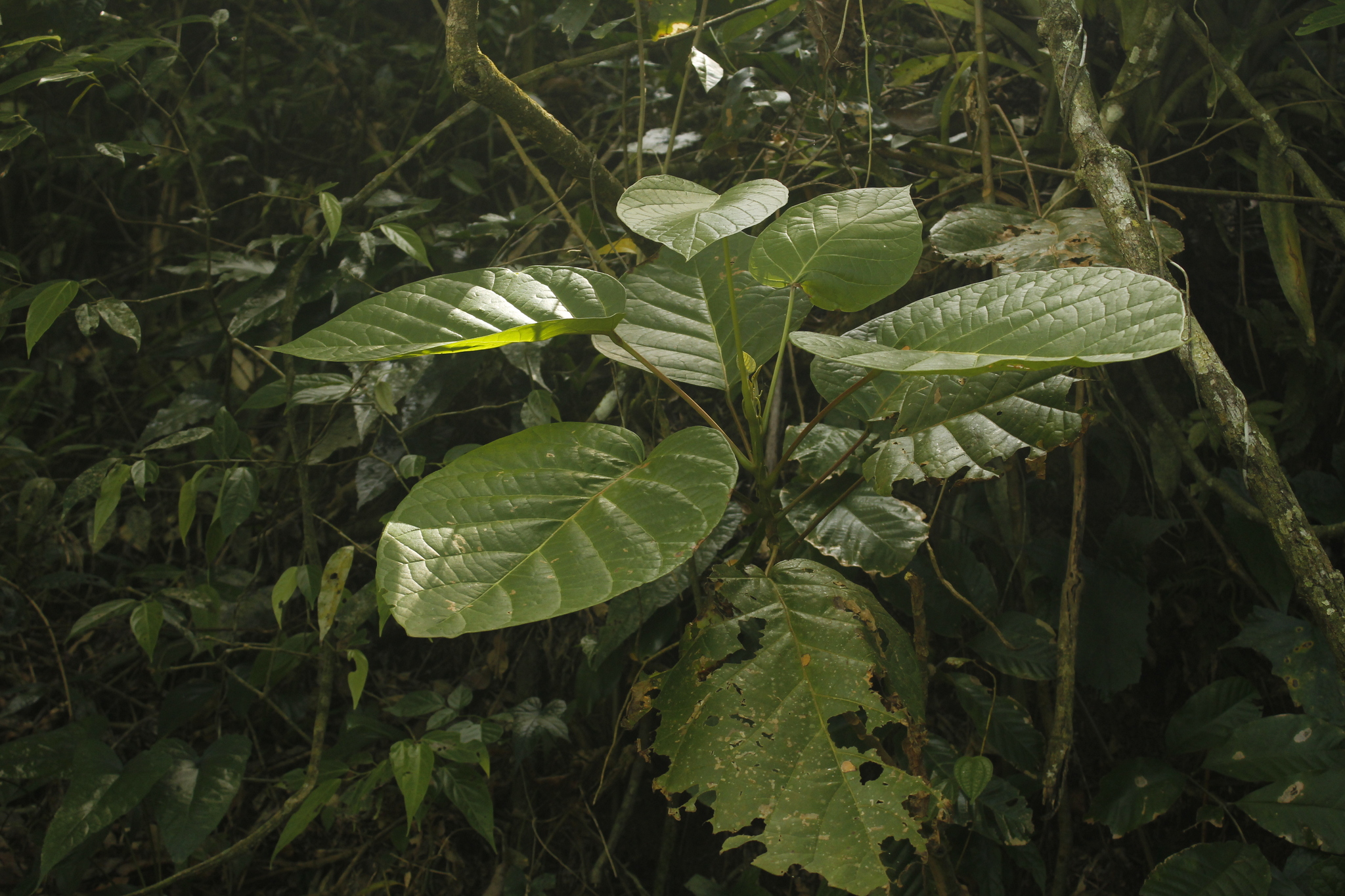 Hieronyma Alchorneoides (Hieronyma alchorneoides)