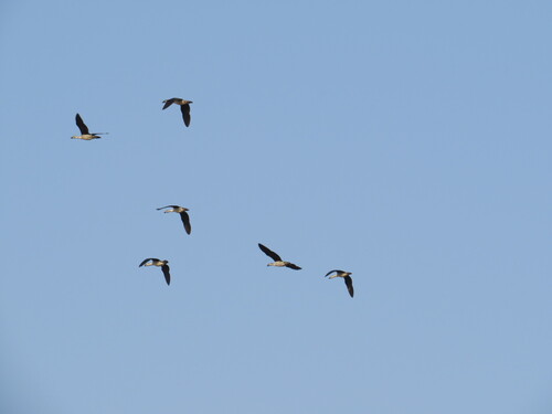 iNaturalist: (c) aegolius99, some rights reserved (CC BY-NC), uploaded by aegolius99 iNaturalist image