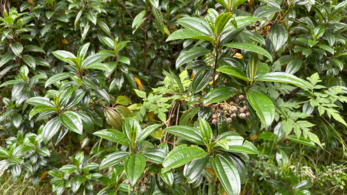 Miconia crocea, photograph 4