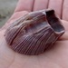 California Barnacle - Photo (c) dlbowls, some rights reserved (CC BY-NC), uploaded by dlbowls